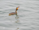 Great Crested Grebe - Perkoz Dwuczuby